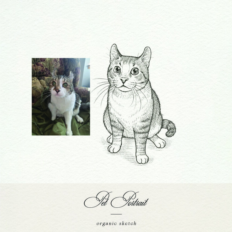 Pet Sketch